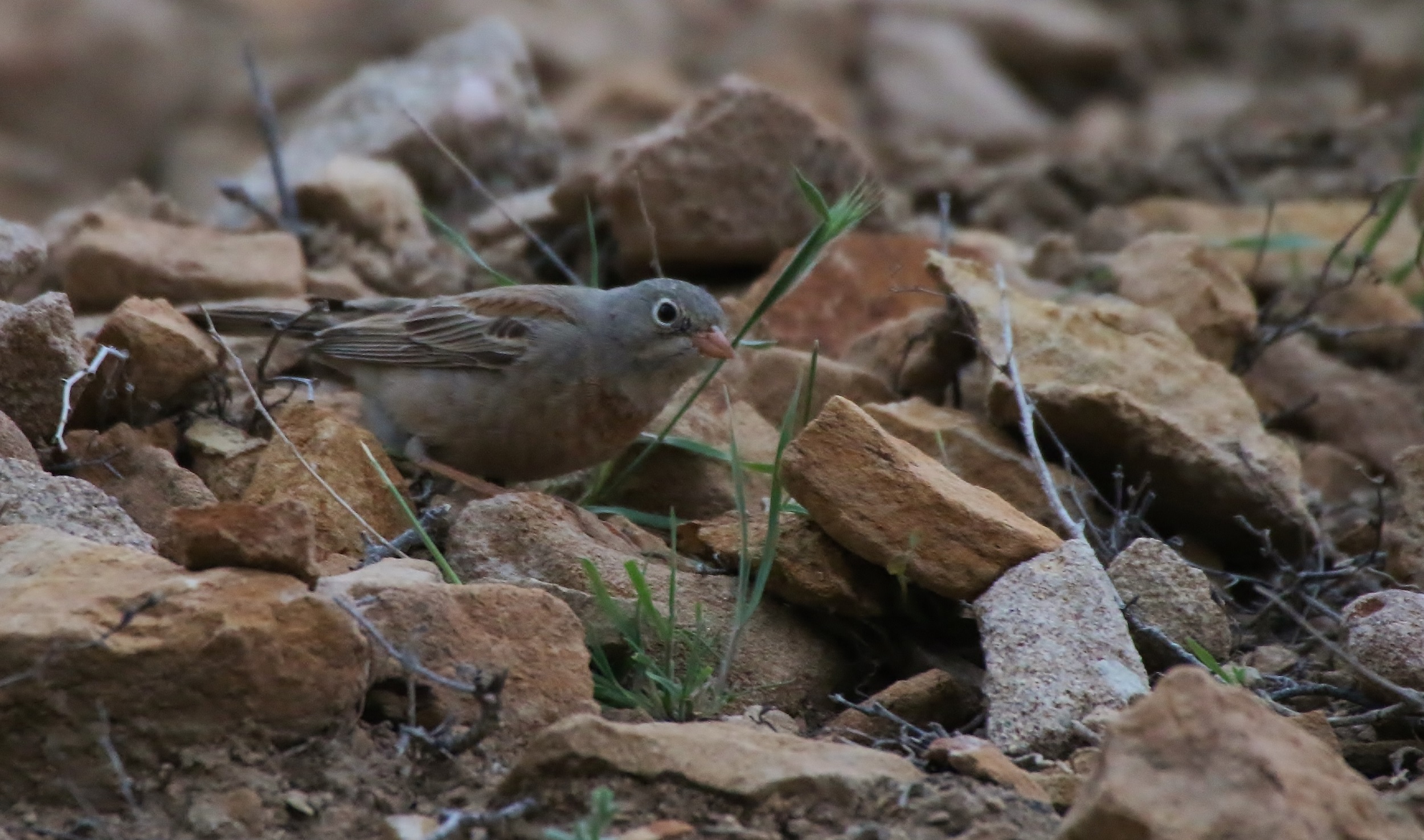 Gray-necked Bunting